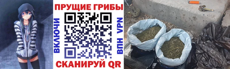 мега   Колпашево  Псилоцибиновые грибы прущие грибы 
